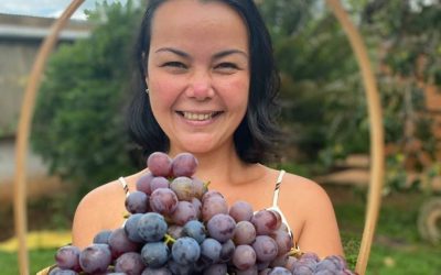 Atrativo rural agrega valor com colheita de uva em Botucatu